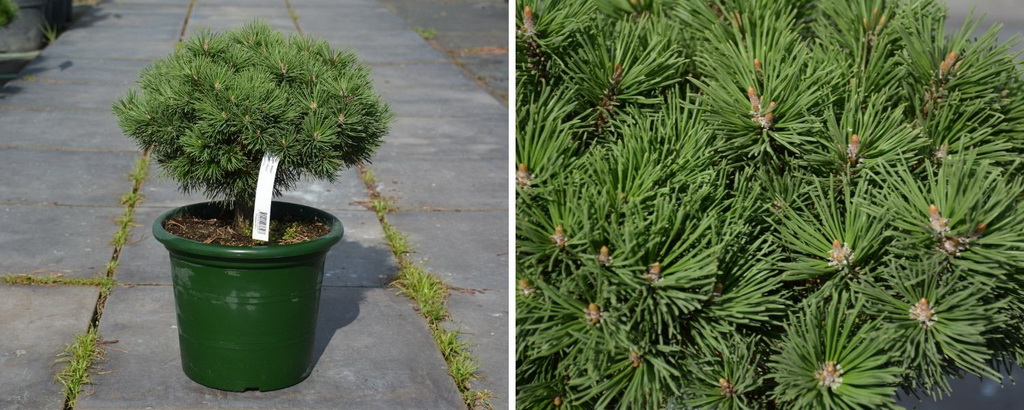 Pinus mugo `Mops`_С6.jpg Pinus mugo `Mops`_С6.jpg
